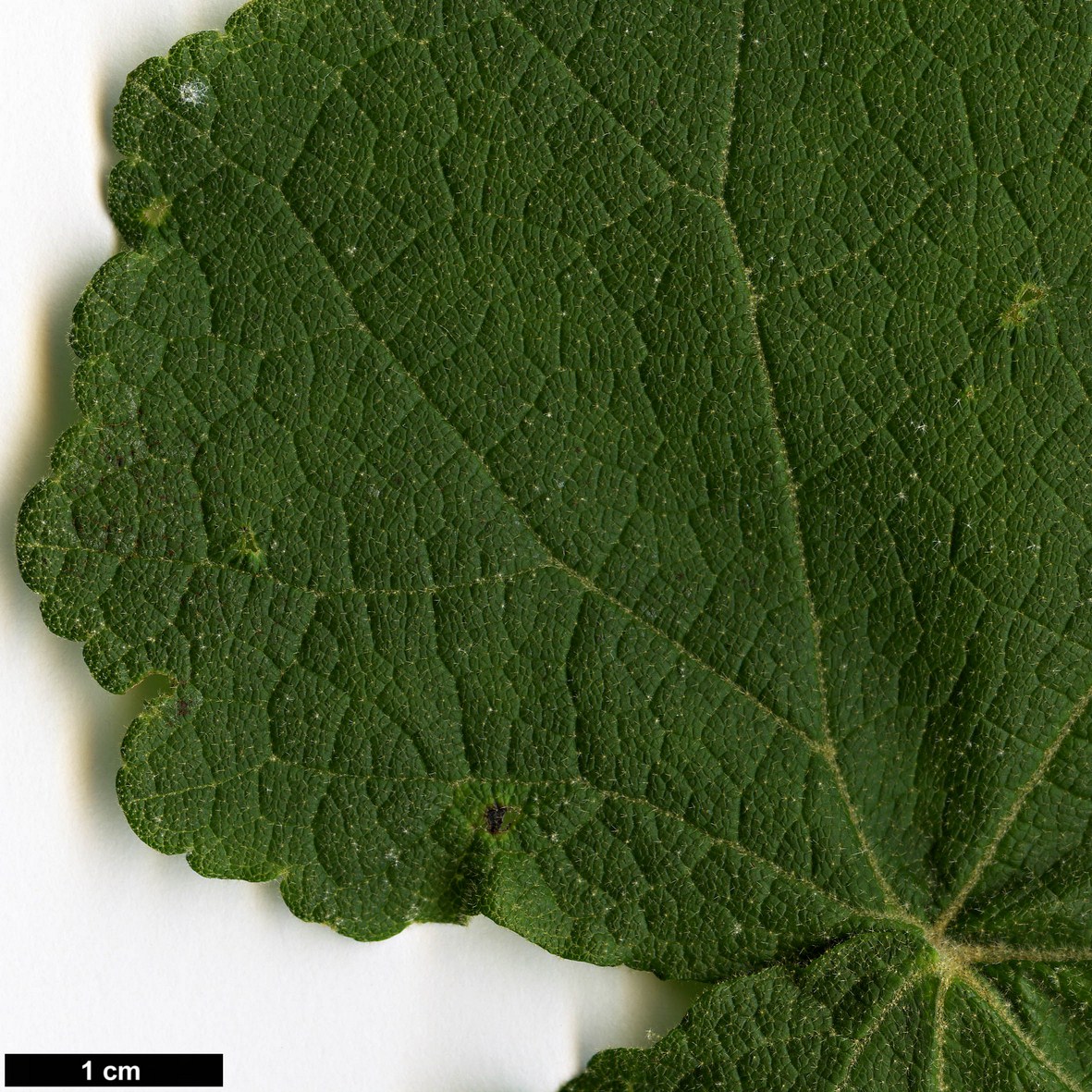 High resolution image: Family: Malvaceae - Genus: Abutilon - Taxon: vitifolium